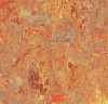 3403 - Asian tiger